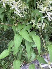 Clematis terniflora