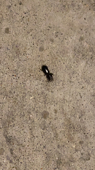 Scarites subterraneus