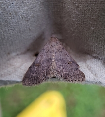 Bleptina caradrinalis