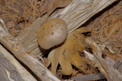 Myriostoma