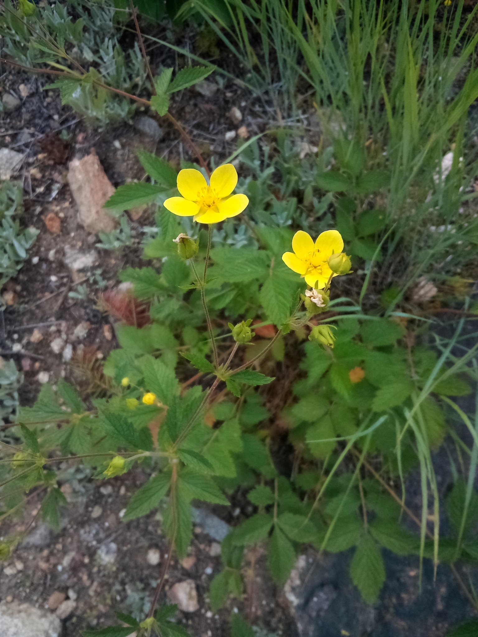 Drymocallis glabrata