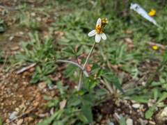 Bidens pilosa