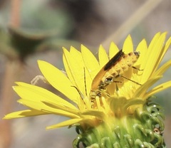 Chauliognathus basalis