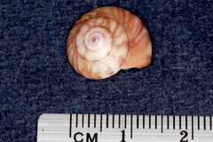 Zethalia zelandica