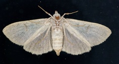 Iridopsis larvaria