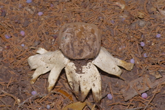 Myriostoma