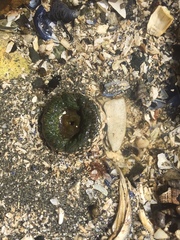 Anthopleura artemisia