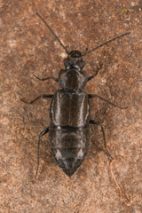 Anthophagini