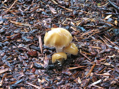 Agrocybe molesta