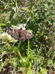 Apyrrothrix araxes
