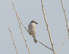 Lanius excubitor