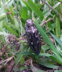 Chalcophora hondurasica