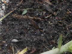 Arcitalitrus sylvaticus