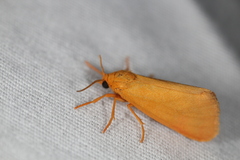 Virbia aurantiaca