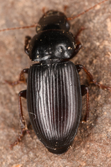 Harpalus nigritarsis