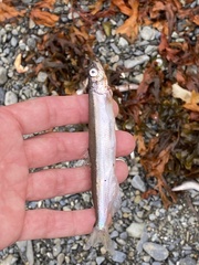 Mallotus catervarius