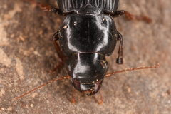 Harpalus nigritarsis