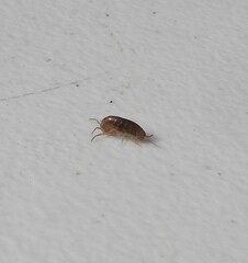 Arcitalitrus sylvaticus