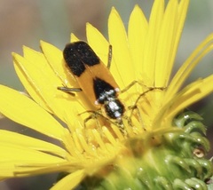 Chauliognathus basalis