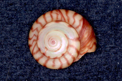 Zethalia zelandica