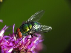 Lucilia coeruleiviridis