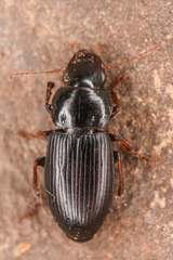 Harpalus nigritarsis