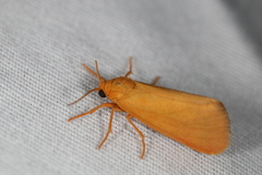 Virbia aurantiaca