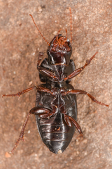 Harpalus nigritarsis