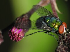 Lucilia coeruleiviridis