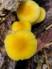 Pluteus leoninus