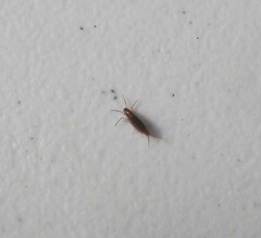 Arcitalitrus sylvaticus