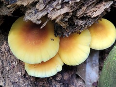 Pluteus leoninus