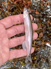 Mallotus catervarius