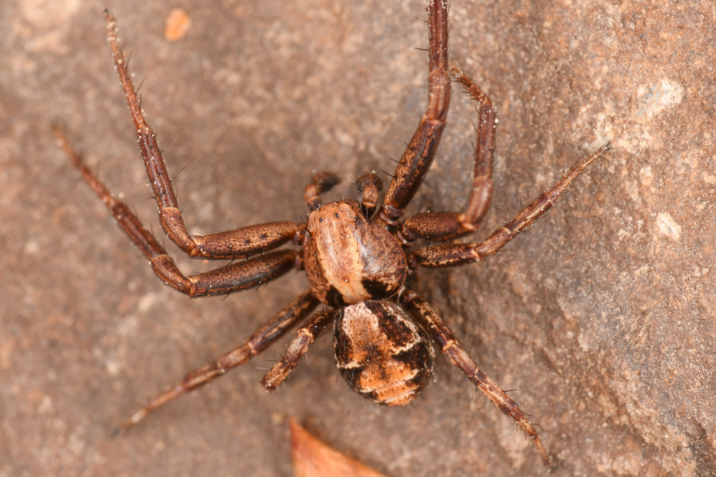 Spiracme triangulosa