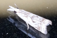 Microcrambus elegans