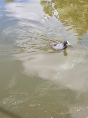 Fulica atra australis