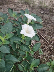 Datura innoxia