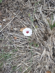 Convolvulus equitans