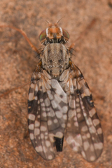 Tephritidae