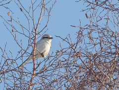 Lanius excubitor