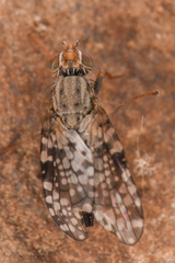 Tephritidae