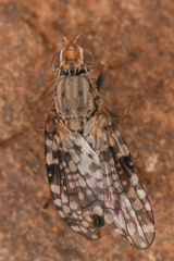 Tephritidae