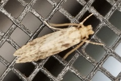Amydria effrenatella