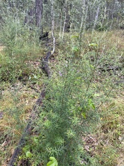 Westringia eremicola