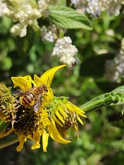Callandrena