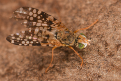 Tephritidae