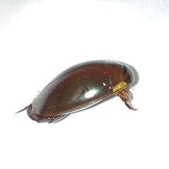 Megadytes
