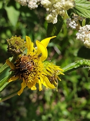 Callandrena