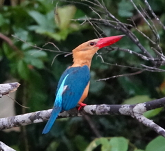 Pelargopsis capensis