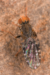 Tephritidae